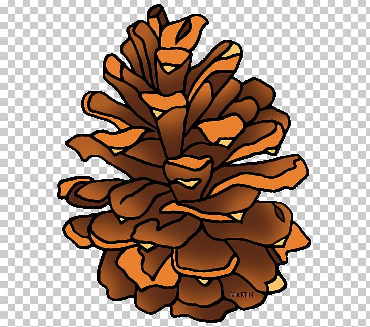 Stone Pine Conifer Cone PNG, Clipart, Branch, Cone, Conifer, Conifer Cone, Fir Free PNG Download