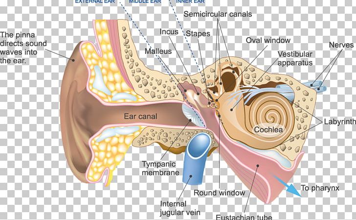 Auditory System Cochlear Nerve Outer Ear PNG, Clipart, Afferent Nerve Fiber, Auditory System, Center, Cochlea, Cochlear Nerve Free PNG Download