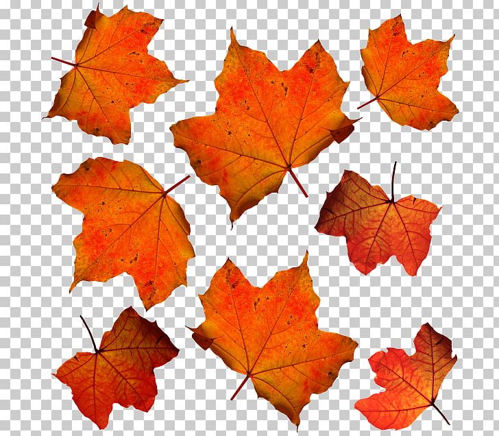 Autumn Leaf Color Maple Leaf Orange PNG, Clipart, Autumn, Autumn Leaf Color, Color, Deciduous, Green Free PNG Download