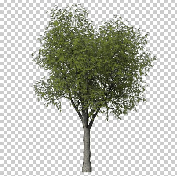 Fruit Tree Mediterranean Cypress Hawthorn Quercus Lobata PNG, Clipart, Branch, Callery Pear, Cupressus, Deciduous, English Oak Free PNG Download