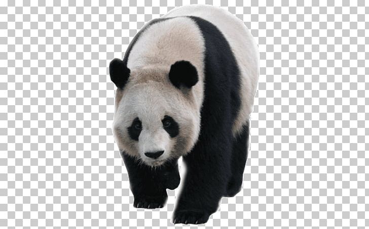 Giant Panda Bear Red Panda T-shirt PNG, Clipart, Animal, Animals, Bear, Carnivoran, Cuteness Free PNG Download