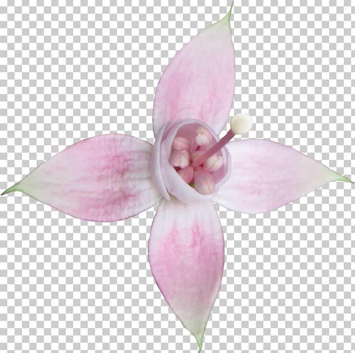 Moth Orchids Cut Flowers Petal Fuchsia Pink M PNG, Clipart, Cut Flowers, Flower, Flowering Plant, Fuchsia, Moth Orchid Free PNG Download