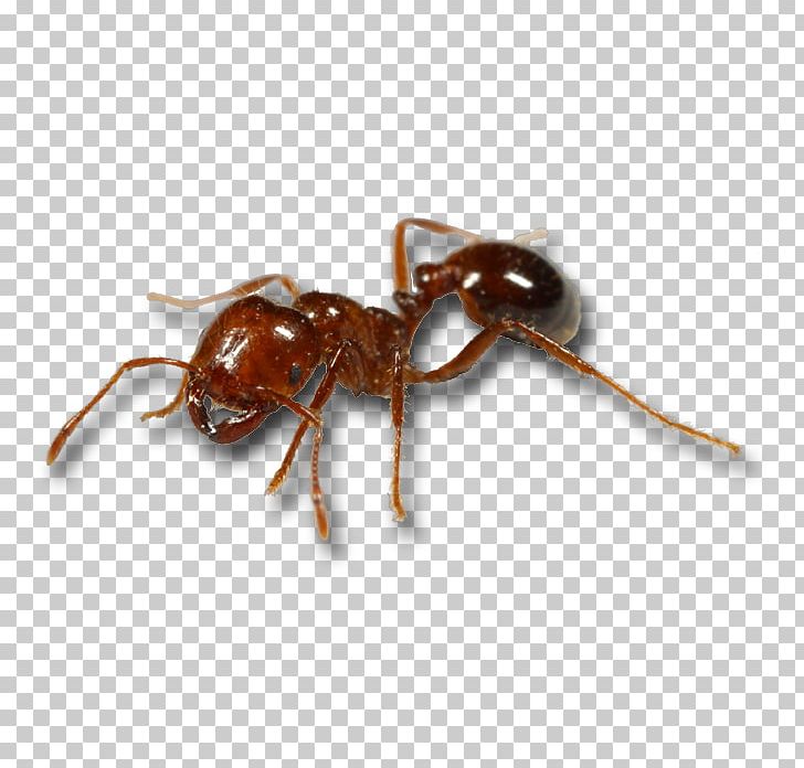 Red Imported Fire Ant Mosquito Black Imported Fire Ant Animal Bite PNG, Clipart, Animal Bite, Ant, Ant Colony, Arthropod, Black Imported Fire Ant Free PNG Download