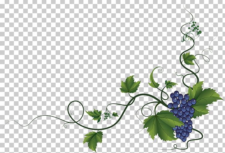 Common Grape Vine Wine PNG, Clipart, Branch, Common Grape Vine, Computer Wallpaper, Flora, Flower Free PNG Download