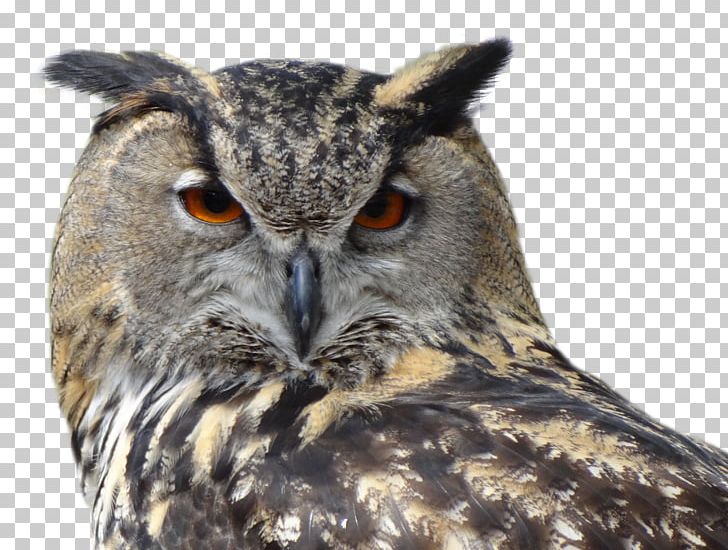 Eurasian Eagle-owl Bird Snowy Owl PNG, Clipart, Animals, Barred Owl, Beak, Bird, Bird Of Prey Free PNG Download