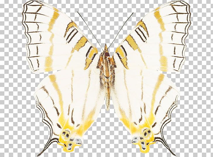 Monarch Butterfly Silkworm Brush-footed Butterflies Insect PNG, Clipart, Arthropod, Bombycidae, Brush Footed Butterfly, Butterfly, Insect Free PNG Download