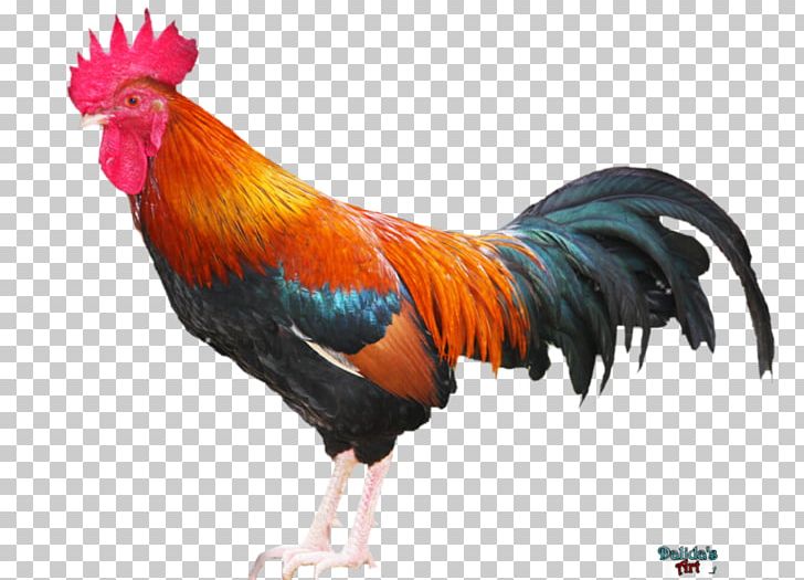 Rooster Comb Chicken Phasianidae PNG, Clipart, Angry Birds Stella, Animals, Beak, Bird, Chicken Free PNG Download