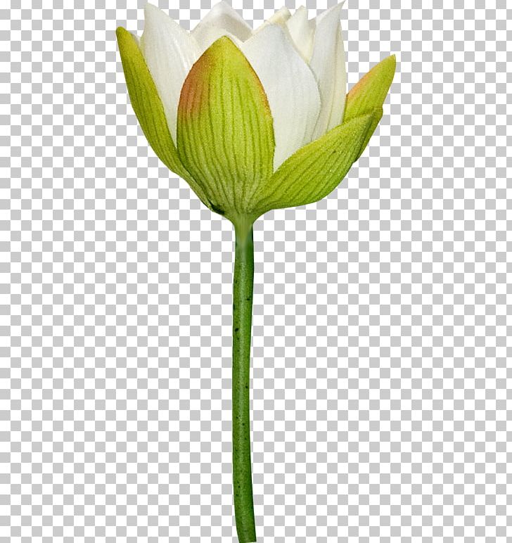 Tulip Cut Flowers PNG, Clipart, Advertising, Bud, Cut Flowers, Flower, Flowering Plant Free PNG Download