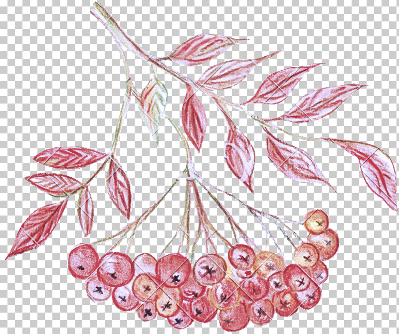 Floral Design PNG, Clipart, Branching, Flora, Floral Design, Flower, Fruit Free PNG Download