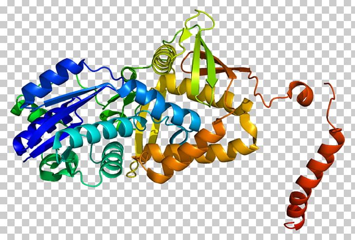 Argininosuccinate Synthase Argininosuccinic Acid Argininosuccinate Synthetase 1 Enzyme PNG, Clipart, Argininosuccinate Synthase, Argininosuccinic Acid, Atp Synthase, Catalysis, Citrulline Free PNG Download