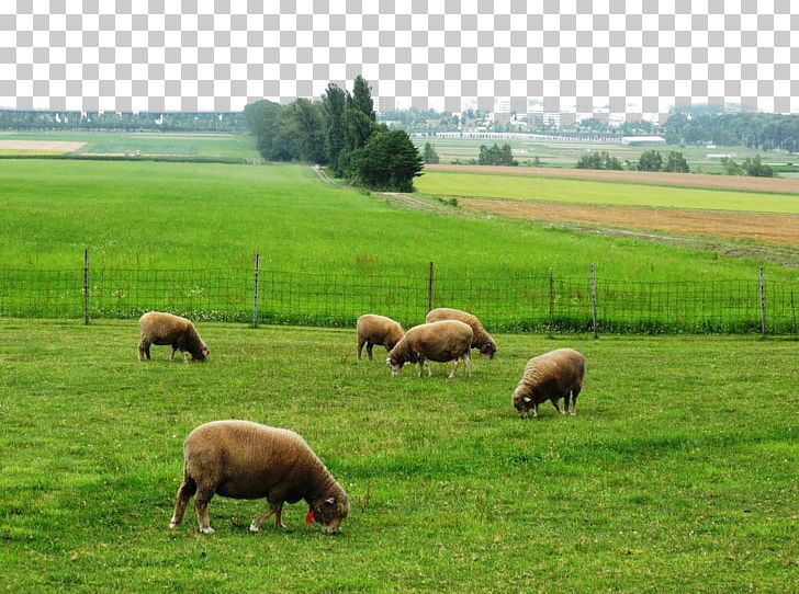 Hitsujigaoka Observation Hill Sheep Meadow Prospect Park PNG, Clipart, Agriculture, Animals, Farm, Grass, Grazing Free PNG Download