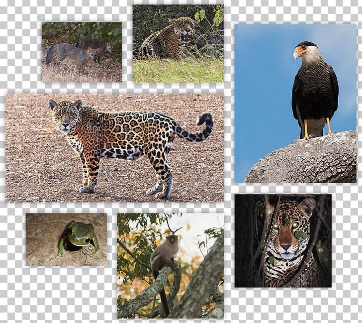 Leopard Jaguar Cheetah Wildlife Nick's Adventures Bolivia PNG, Clipart,  Free PNG Download