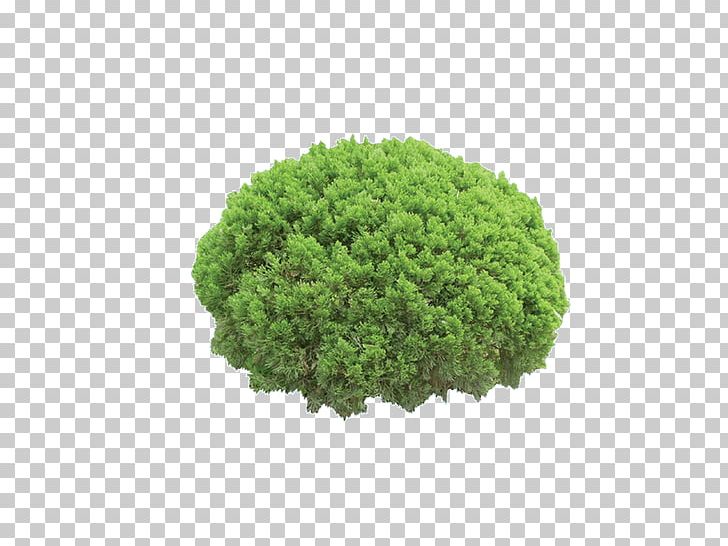 Plant Tree Chamaecyparis Lawsoniana Juniperus Chinensis PNG, Clipart, Autumn Tree, Background, Birdseye View, Branches, Christmas Tree Free PNG Download