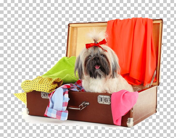 Shih Tzu Puppy Havanese Dog Stock Photography PNG, Clipart, Animals, Board, Companion Dog, Depositphotos, Dog Free PNG Download