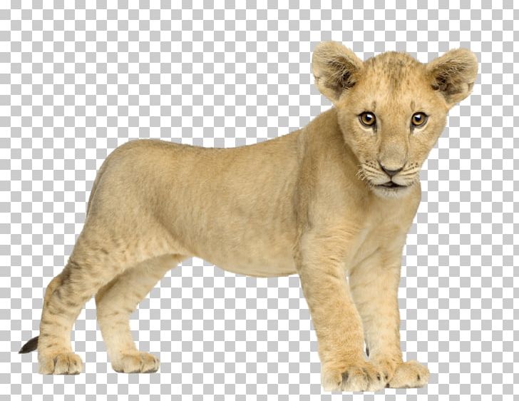 Baby Lion Front PNG, Clipart, Animals, Lions Free PNG Download