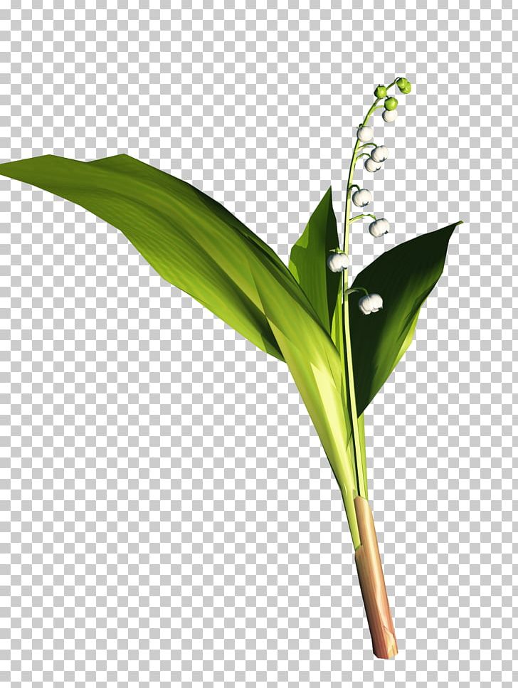 Centerblog Magnolia Lily Of The Valley Plant Stem PNG, Clipart, 1 May, Blog, Brasserie Saintgermain, Brin, Centerblog Free PNG Download