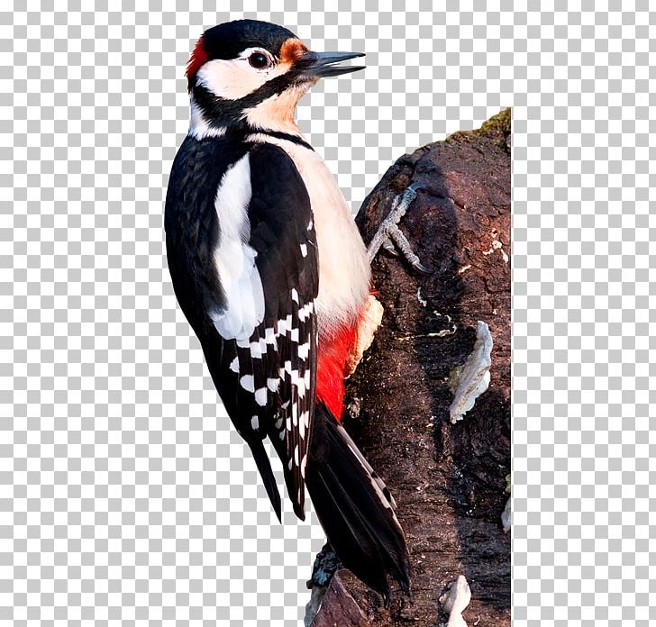Great Spotted Woodpecker Lesser Spotted Woodpecker Bird Middle Spotted Woodpecker PNG, Clipart, Animals, Beak, Bird, Dendrocopos, Drawing Free PNG Download