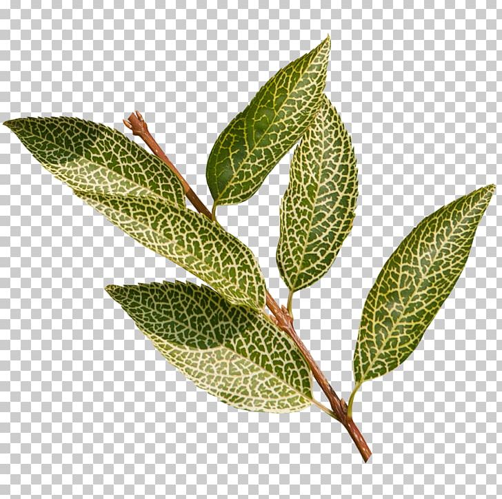 Leaf Plant Stem PNG, Clipart, Leaf, Plant, Plant Stem Free PNG Download
