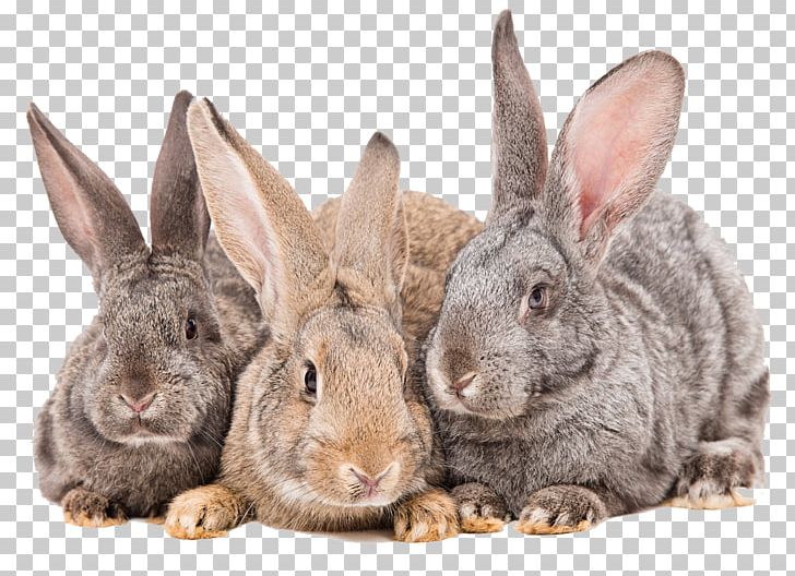 Guinea Pig Domestic Rabbit Stock Photography European Rabbit PNG, Clipart, Animals, Cage, Depositphotos, Domestic Rabbit, European Rabbit Free PNG Download
