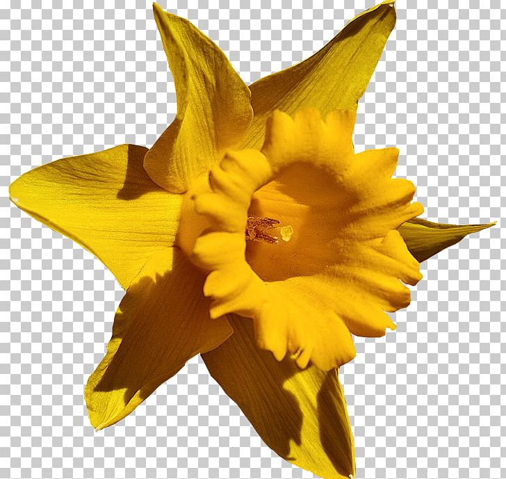 Photography Video Daffodil PNG, Clipart, Amaryllis Family, Daffodil, Flower, Flowering Plant, Narcissus Free PNG Download