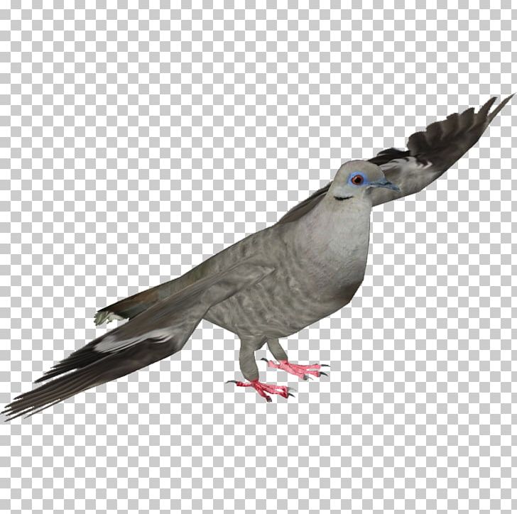 Stock Dove Columbidae Fauna Wing Feather PNG, Clipart, Animals, Beak, Bird, Columbidae, Fauna Free PNG Download
