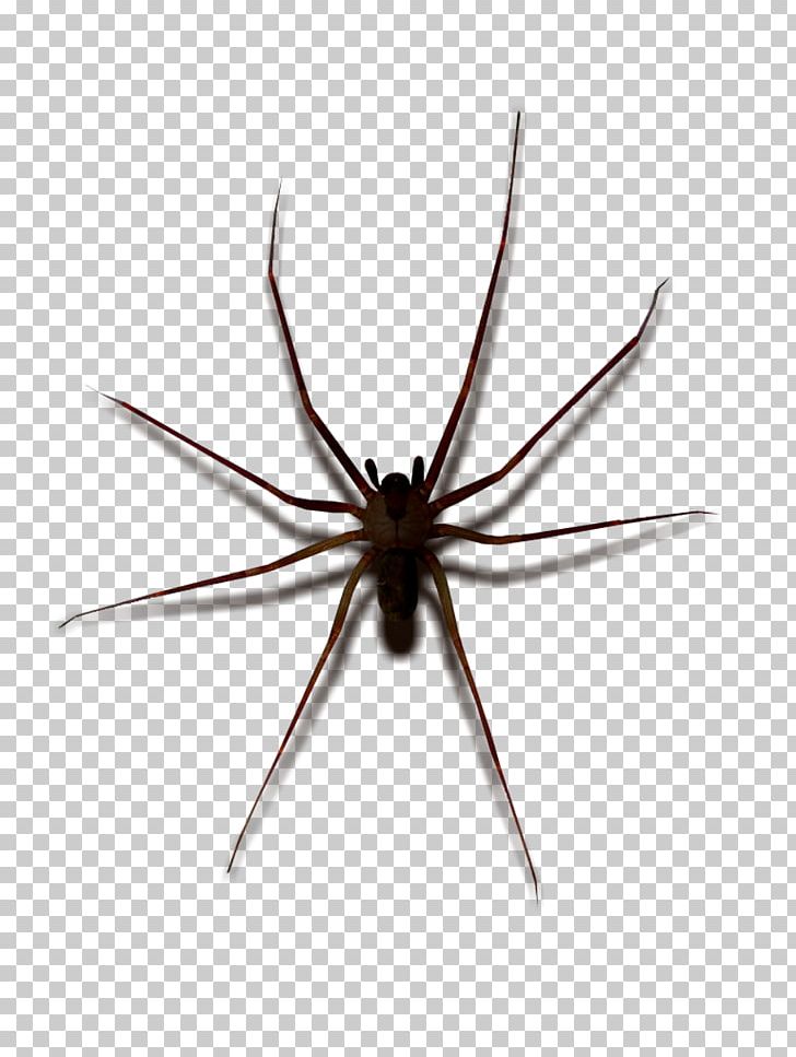 Widow Spiders STX G.1800E.J.M.V.U.NR YN May Wolf Spider PNG, Clipart, Arachnid, Arthropod, Atom, Dark, Halloween Free PNG Download