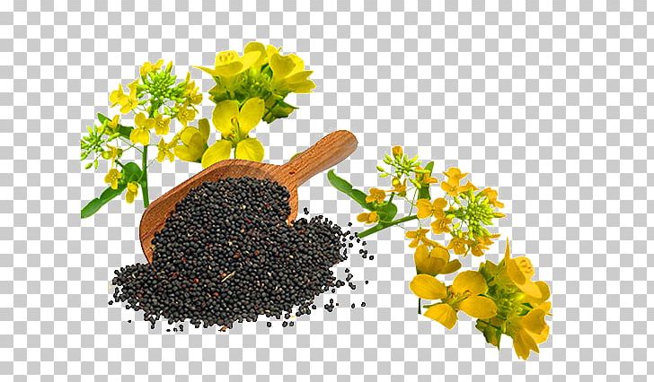 Canola Oil Rapeseed Cooking Oils PNG, Clipart,  Free PNG Download