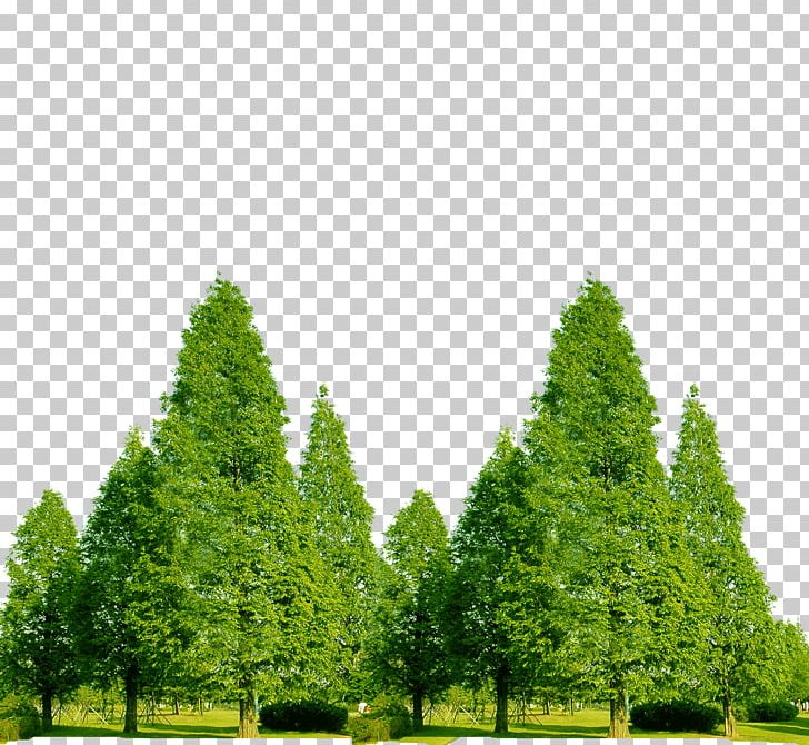 Forest Forxeat Claire PNG, Clipart, Biome, Black Forest, Conifer, Euclidean Vector, Evergreen Free PNG Download