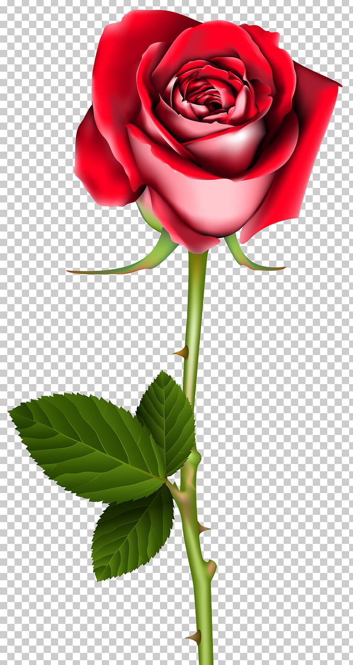 Garden Roses Flower Desktop PNG, Clipart, Blue Rose, Clip Art, Cut Flowers, Desktop Wallpaper, Flora Free PNG Download