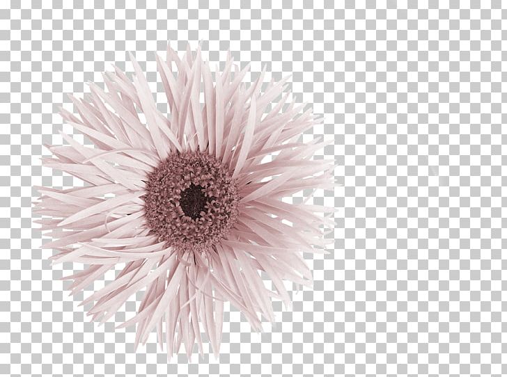 Graphic Designer Studio Graphique PNG, Clipart, Art, Closeup, Daisy Family, Design Studio, Flower Free PNG Download