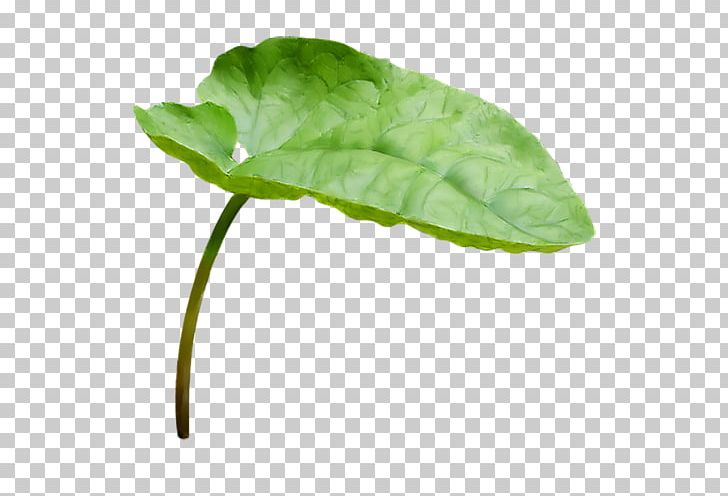 Herbaceous Plant Leaf Plant Stem Flower PNG, Clipart, Branch, Flower, Flower Garden, Herb, Herbaceous Plant Free PNG Download