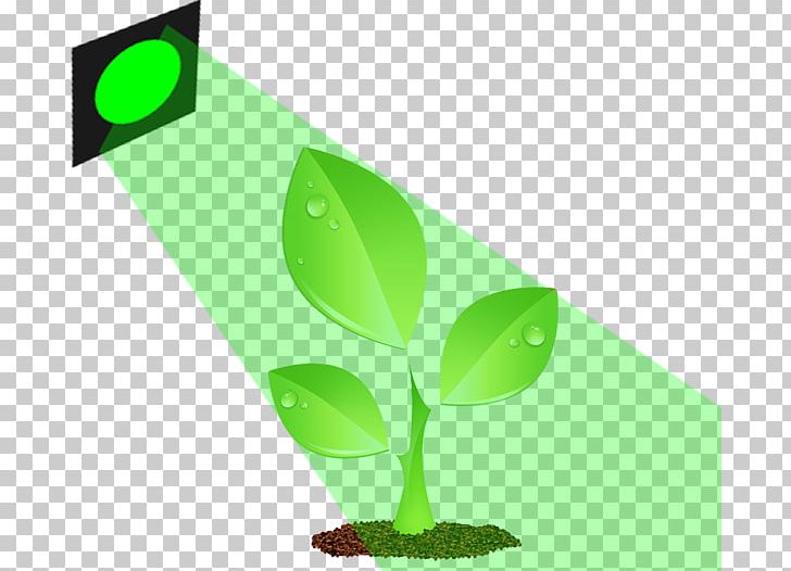 Light Plants Green Color Leaf PNG, Clipart, Agriculture, Color, Crop, Flower, Garden Free PNG Download