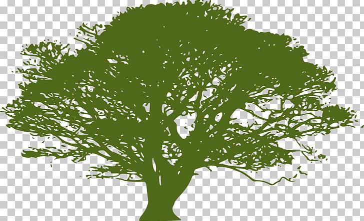 Tree PNG, Clipart, Art, Banyan Tree Holdings, Branch, Computer Icons, Grass Free PNG Download