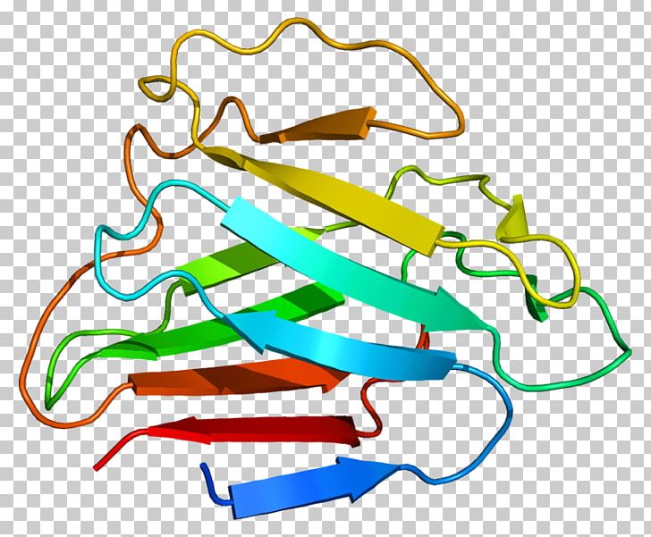 LMNA Lamin Protein Emerin Nuclear Envelope PNG, Clipart, Area, Artwork, Cell, Cell Nucleus, Chromosome Free PNG Download