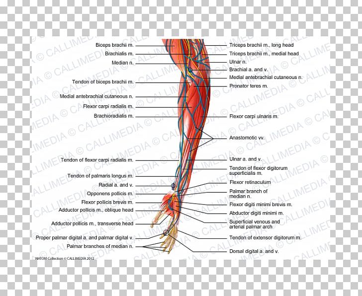 Nerve Muscle Forearm Anatomy PNG, Clipart, Anatomy, Arm, Artery, Common Palmar Digital Arteries, Diagram Free PNG Download