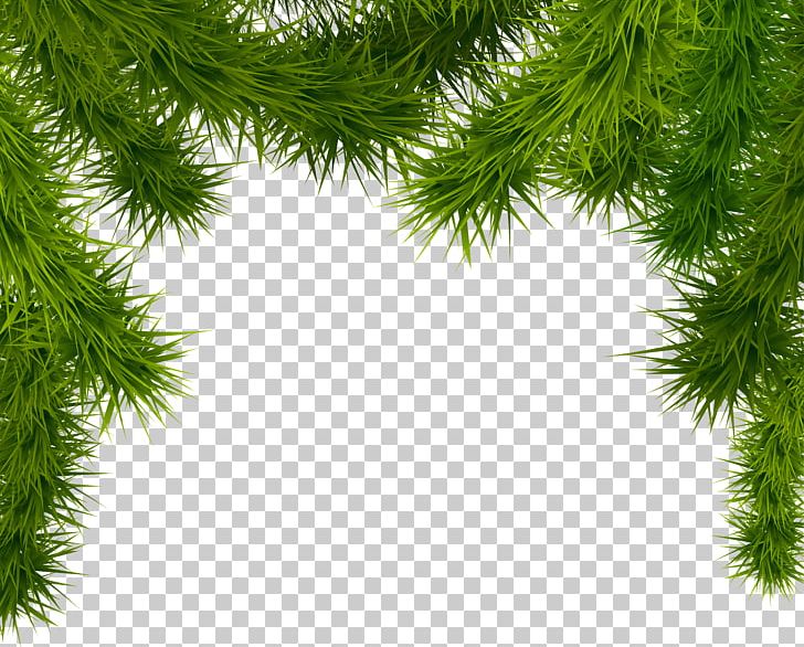 Christmas Tree PNG, Clipart, Biome, Bran, Branch, Christmas, Christmas Card Free PNG Download