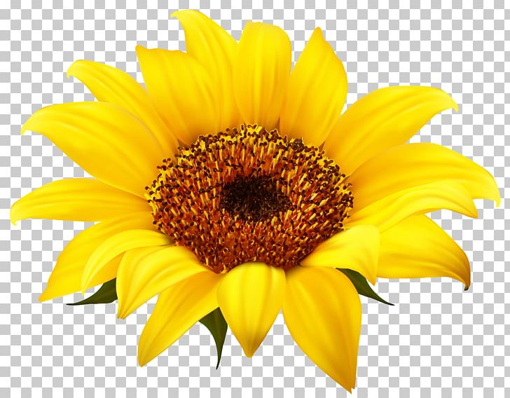Common Sunflower PNG, Clipart, Clipart, Clip Art, Common Sunflower, Copyright, Daisy Family Free PNG Download