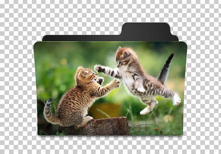 Kitten Cat Litter Trays Cuteness Desktop PNG, Clipart, Animal, Animals, Bengal, Birthday, Carnivoran Free PNG Download