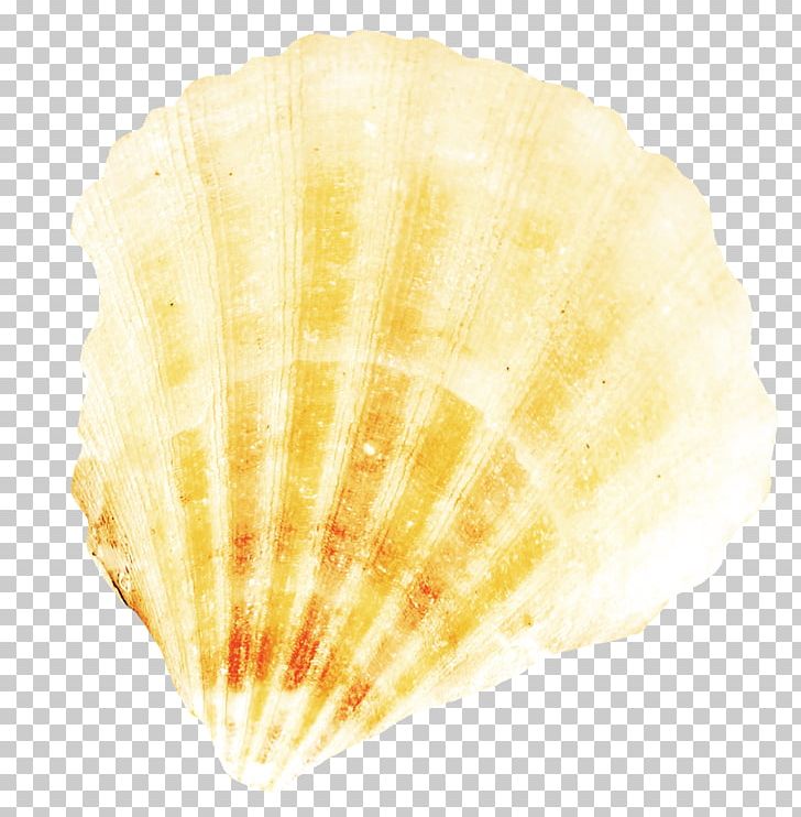 Scallop Cockle PNG, Clipart, Beautiful, Beautiful Scallops, Clam, Clams Oysters Mussels And Scallops, Cockle Free PNG Download