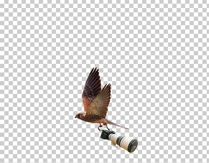 Wildlife Photography Logo Photographer Graphic Design PNG, Clipart, Art Museum, Beak, Bird, Facebook, Grafi Free PNG Download