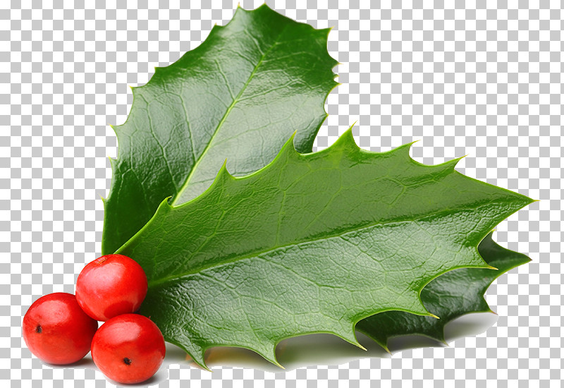 Holly PNG, Clipart, American Holly, Flower, Holly, Leaf, Plant Free PNG Download