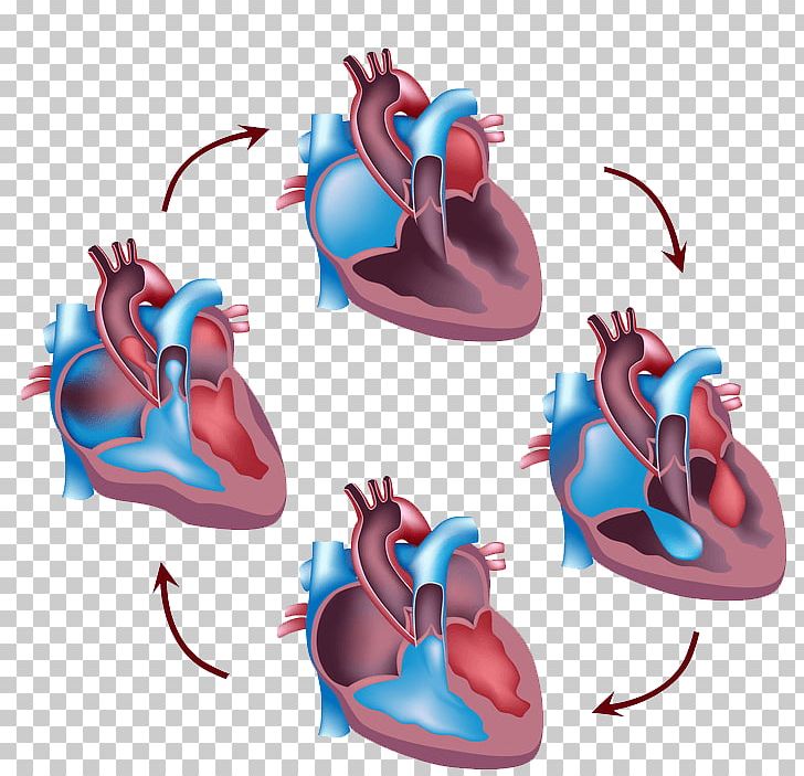 Cardiac Cycle Heart Circulatory System Systole Human Body PNG, Clipart, Anatomy, Diastole, Electric Blue, Flip Flops, Footwear Free PNG Download