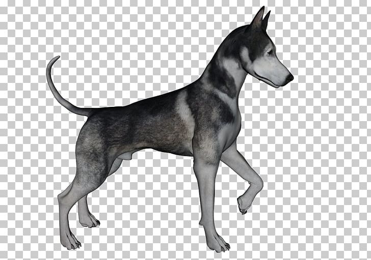 Dog Breed Pinscher Shetland Sheepdog Animal PNG, Clipart, Animal, Breed, Carnivoran, Dog, Dog Breed Free PNG Download