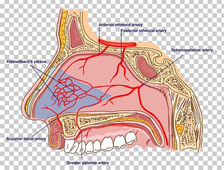 Nerve Sphenopalatine Artery Anatomy Of The Human Nose Anatomy Of The Human Nose PNG, Clipart, Anatomy, Anatomy Of The Human Nose, Artery, Blood Vessel, Hard Palate Free PNG Download
