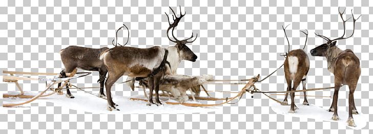Reindeer Sled Christmas PNG, Clipart, Antler, Blog, Cartoon, Chris, Deer Free PNG Download
