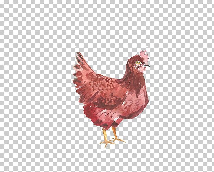 Chicken Rooster Gratis Google S PNG, Clipart, Animal, Animals, Beak, Bird, Chicken Burger Free PNG Download