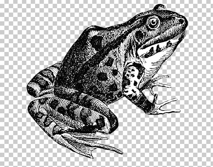 True Frog Toad Drawing Amphibian PNG, Clipart, Amphibian, Animal, Animals, Art, Black And White Free PNG Download