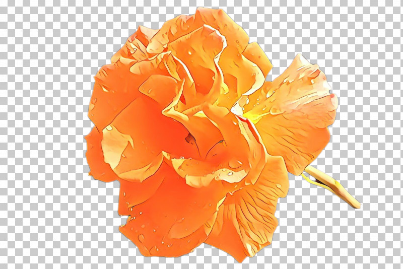 Orange PNG, Clipart, Carnation, Cut Flowers, Flower, Orange, Peach Free PNG Download