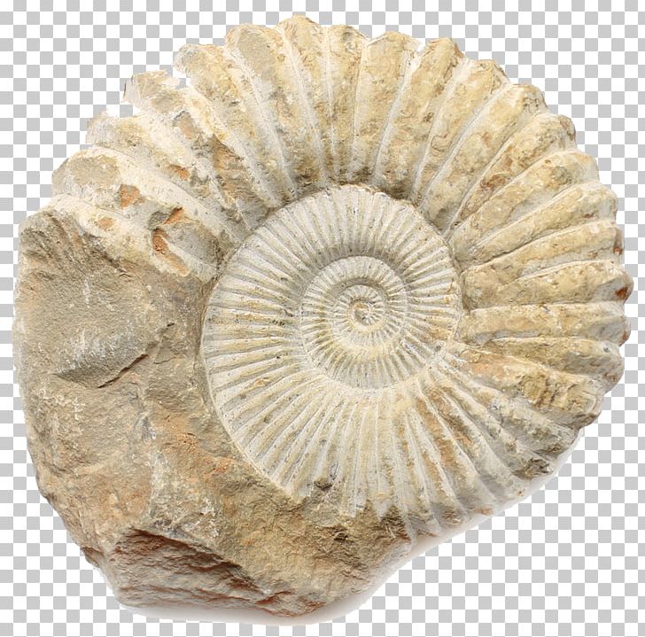 Ammonites Fossil Limestone Orthoceras Calvert Cliffs State Park PNG, Clipart, Ammonite, Ammonites, Artifact, Cretaceous, Fossil Free PNG Download