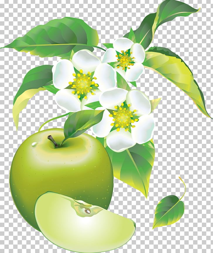 Apples Frame PNG, Clipart, Apple, Apple A Day Keeps The Doctor Away, Apples, Background Green, Branch Free PNG Download
